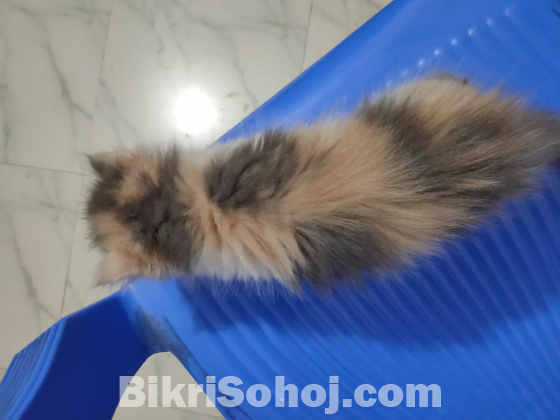 Calico Persian Cat Punch Face (Exotic Bloodline)